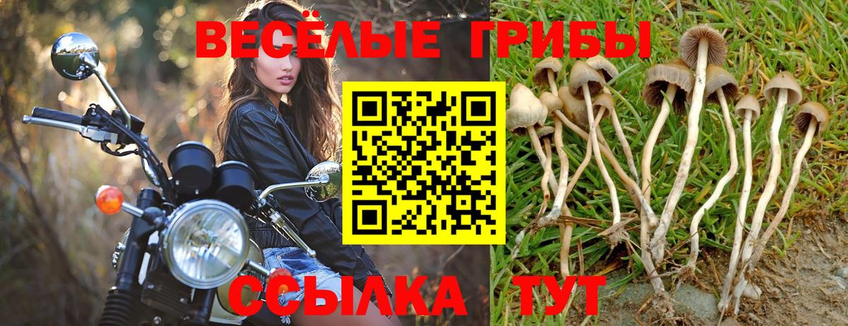 Псилоцибиновые грибы Cubensis Озёрск